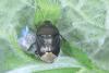 Sehirus luctuosus